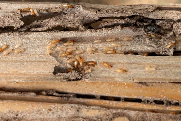 Best Wildlife Control Services  in Orient, NY