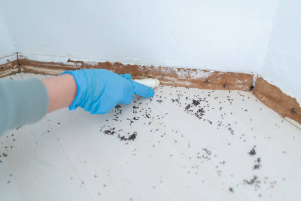 Insect Control in Orient, NY